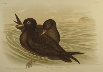Birds of Australia, Broinowski