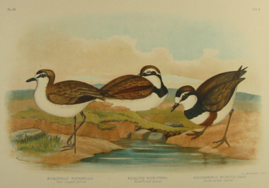 Birds of Australia, Broinowski