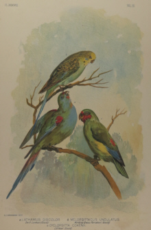 Broinowski Birds of Australia