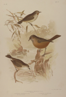 Broinowski Birds of Australia