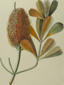 Australian botanical prints, Cavanilles