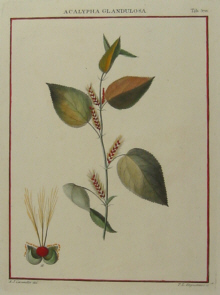 Australian botanicals, Cavanilles