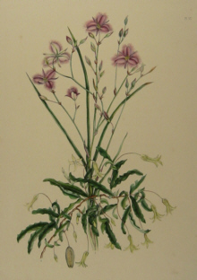 Charsley botanicals