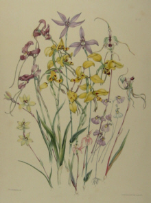 Charsley botanicals