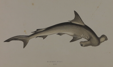 J. Couch, History of the Fish of the British Islands