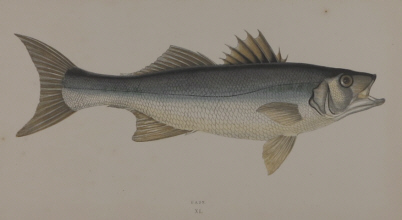 J. Couch, A History of the Fishes of the British Islands
