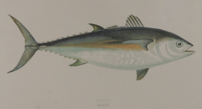 J. Couh, A History of the Fishes of the British Islands