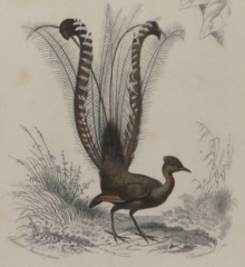 Natural history prints, Birds, d'Orbigny