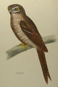 Sylvester Diggles, Ornithology of Australia
