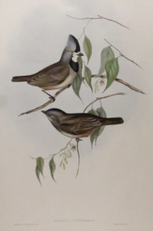 John Gould, Birds of Australia
