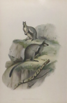 John Gould, Mammals of Australia