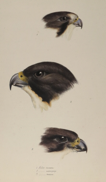 John Gould, Birds of Australia Synopsis