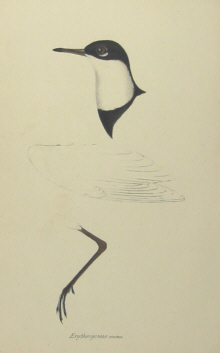 John Gould's Birds of Australia