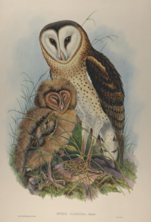 John Gould, Birds of Asia