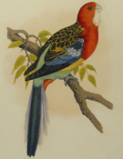 Parrots, W.T.Greene