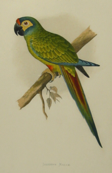 Parrots, W.T.Greene