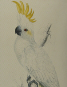 Edward Lear, bird prints