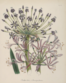 Botanical prints, Jane Webb Loudon
