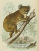 Australian mammals