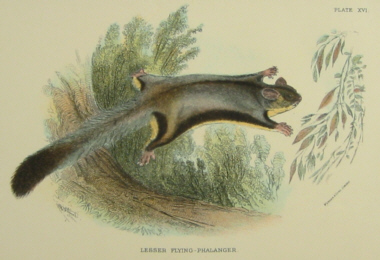 Lydekker mammals