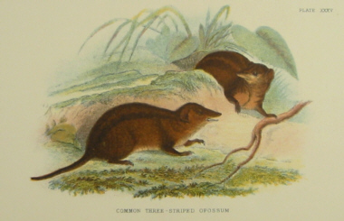 Lydekker mammals