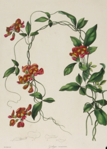 Botanical prints, Benjamin Maund