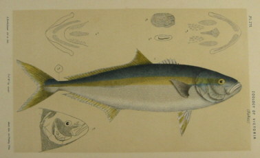 Australian natural history prints, Frederick McCoy