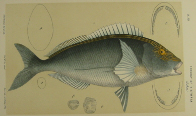 Australian natural history prints, Frederick McCoy