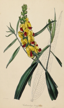 Paxton, Magazine of Botany