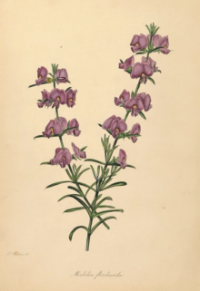 Paxton, Magazine of Botany