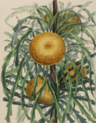 Paxton, Botanical Prints