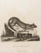 Natural history prints, Governor Phillip