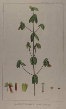Botanical prints, Redoute