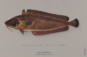 T.C. Roughley Fishes of Australia