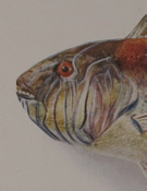 T.C. Roughley Fishes of Australia