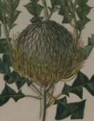 Botanical prints, Sydenham Edwards