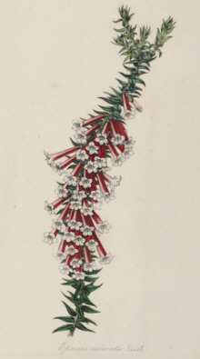 Botanical prints, Louis Van Houtte