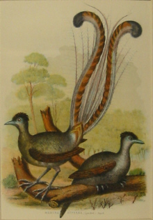Various artists, Birds