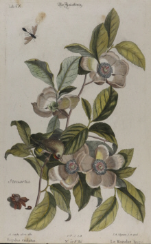 Various artists, Botanical