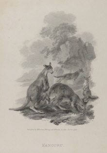 Kanguru, Julius Caesar Ibbutson
