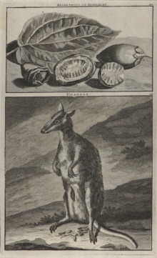 Various artists, Mammals