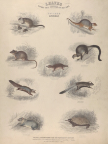 Various artists, mammals