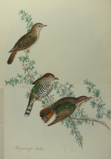 John Gould's Birds of Australia Westcombe