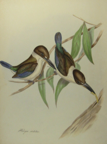 John Gould's Birds of Australia Westcombe
